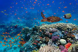 marine biodiversiteit bescherming
